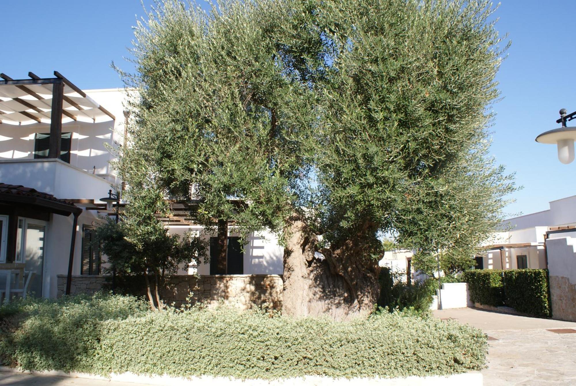 Hotel Messapia & 4*